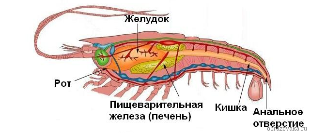 Отделы тела Членистоногих