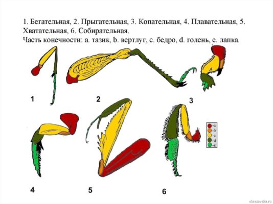 Отделы тела Членистоногих