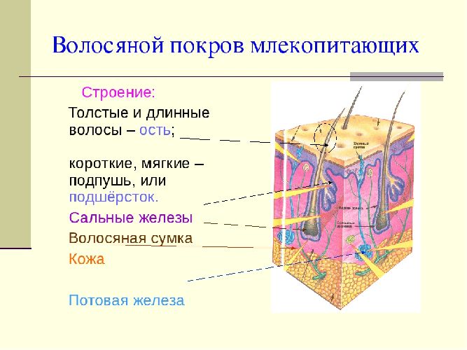 Отличие класса млекопитающих от других позвоночных животных