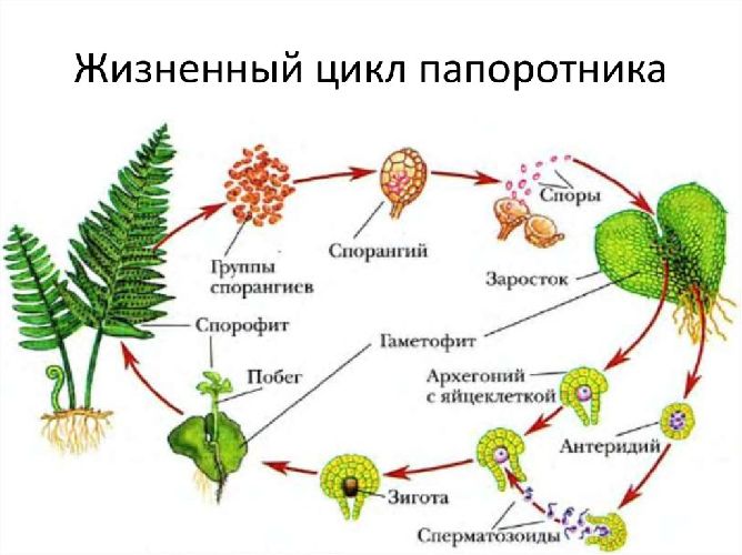 Папоротники