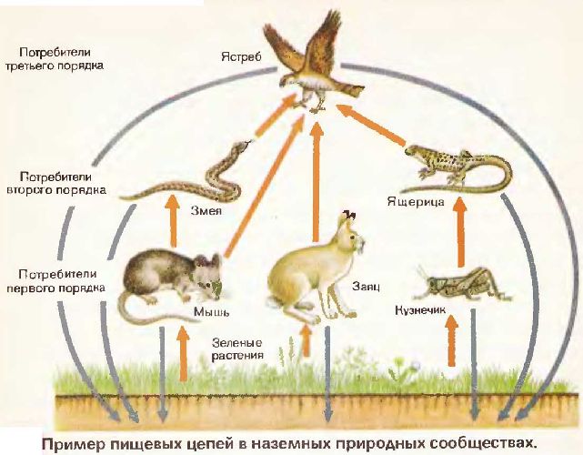 Пищевая цепь