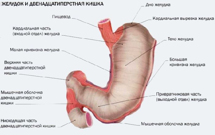 Пищеварение