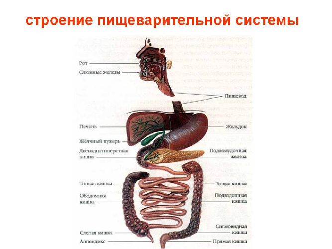 Пищеварение