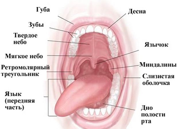 Пищеварение в ротовой полости