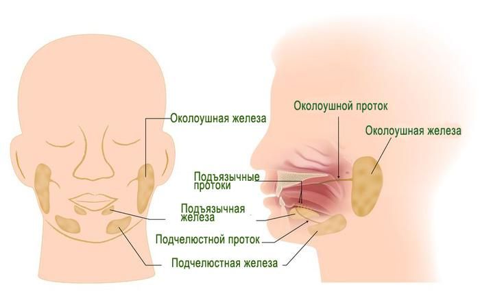 Пищеварение в ротовой полости