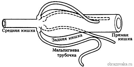 Пищеварительная система членистоногих и органы выделения