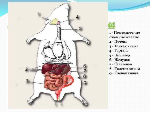 Пищеварительная система грызунов