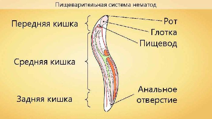 Пищеварительная система круглых червей