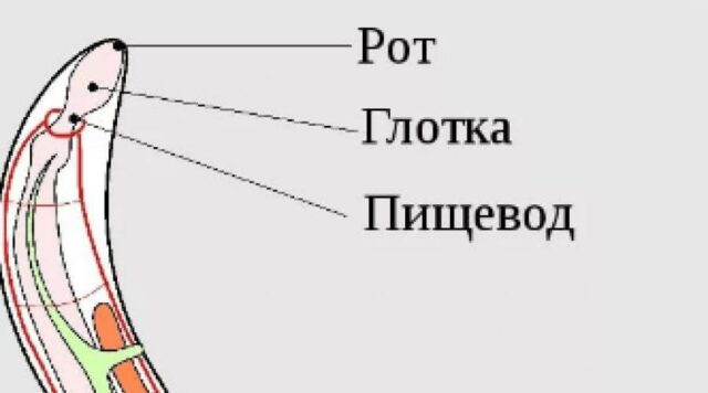 Пищеварительная система круглых червей