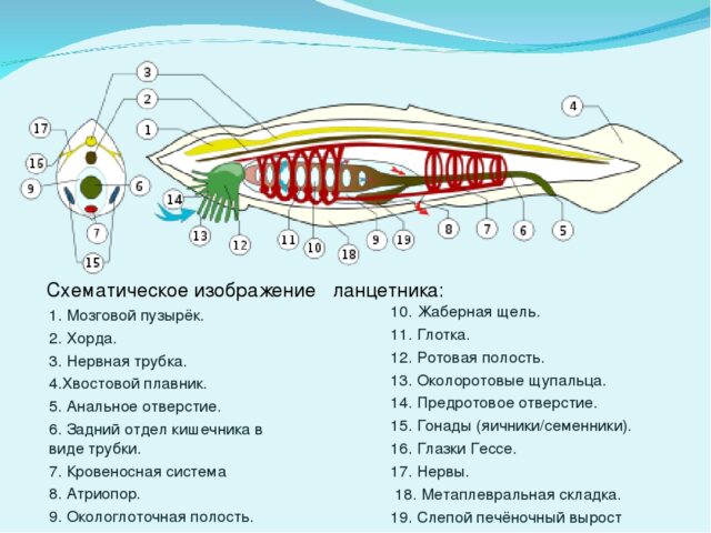 Пищеварительная система ланцетника