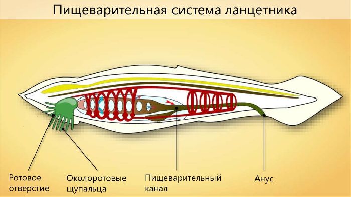 Пищеварительная система ланцетника