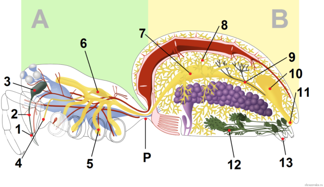 Пищеварительная система паукообразных