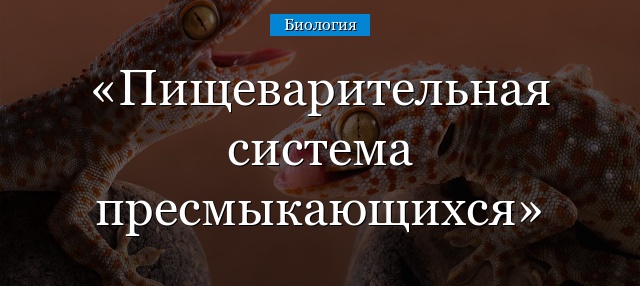 Пищеварительная система пресмыкающихся