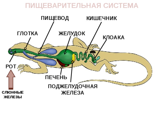 Пищеварительная система пресмыкающихся