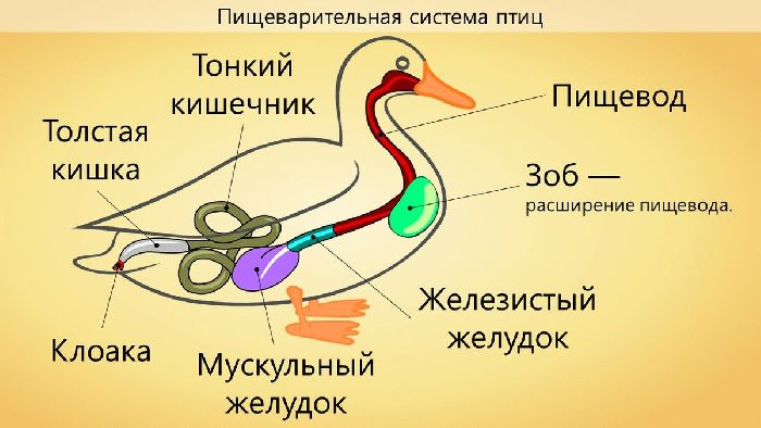 Пищеварительная система птиц