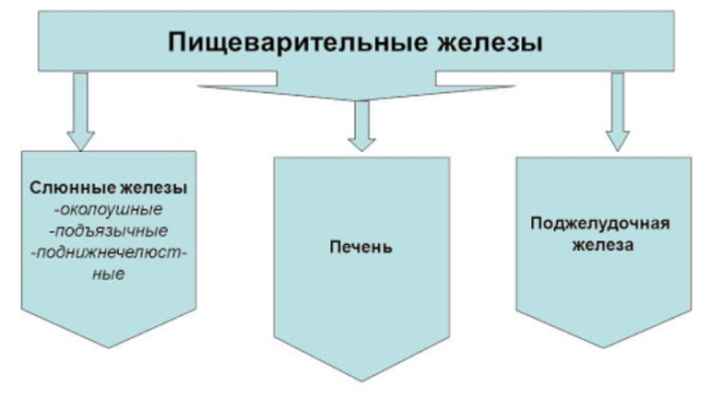 Пищеварительная система млекопитающих