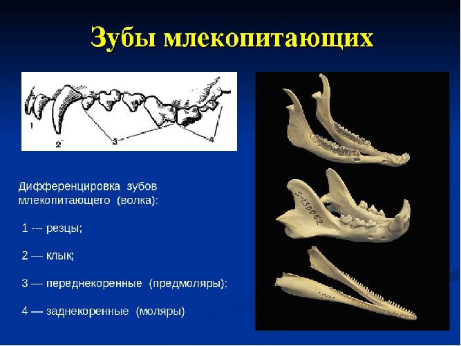 Пищеварительная система млекопитающих