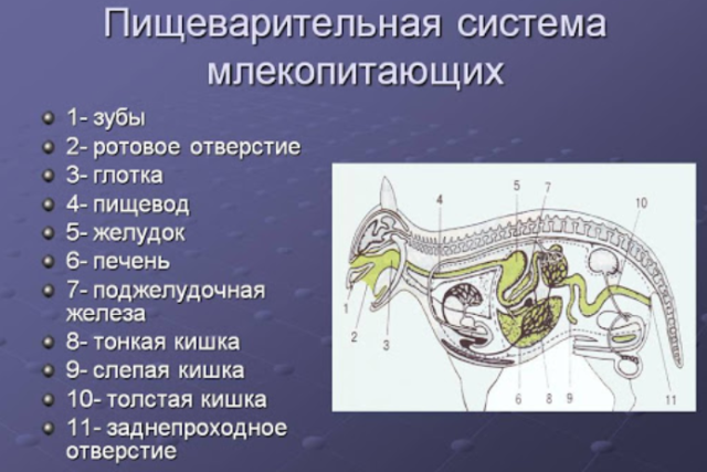 Пищеварительная система млекопитающих