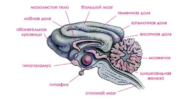 Плацентарные млекопитающие