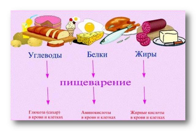 Пластический и энергетический обмен