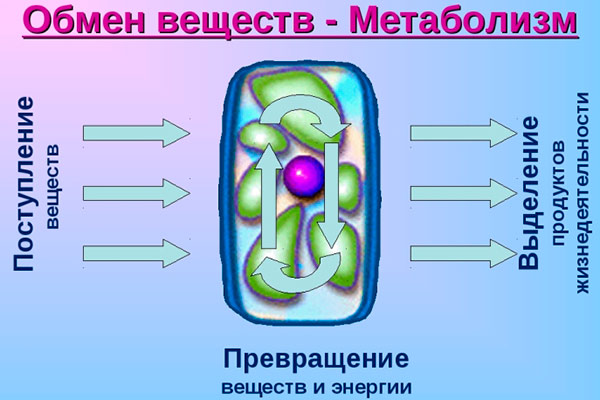 Пластический и энергетический обмен