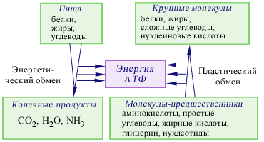 Пластический и энергетический обмен