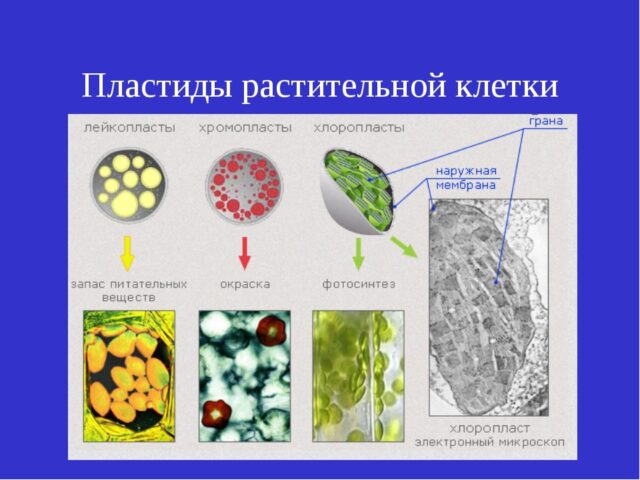 Пластиды