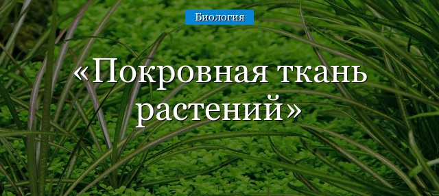 Покровная ткань растений