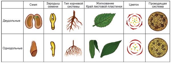 Покрытосеменные растения