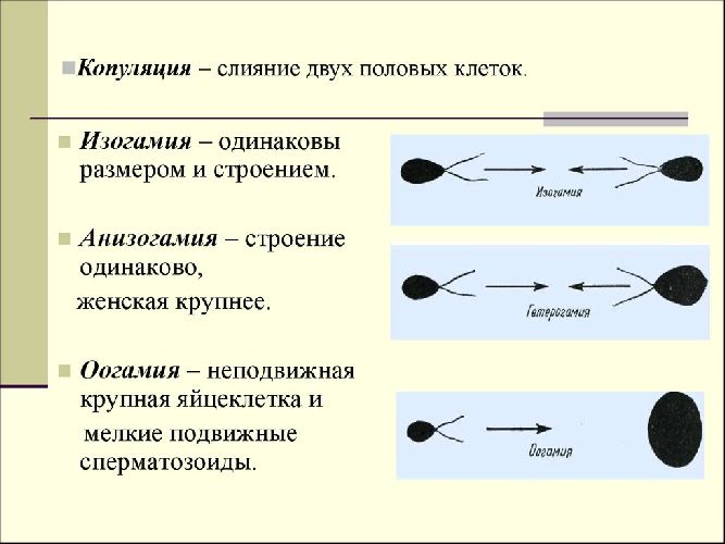 Половое и бесполое размножение