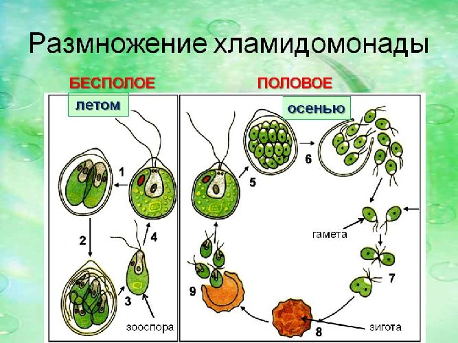 Половое и бесполое размножение