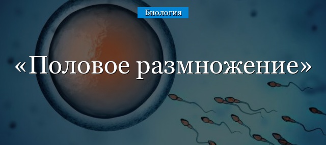 Половое размножение