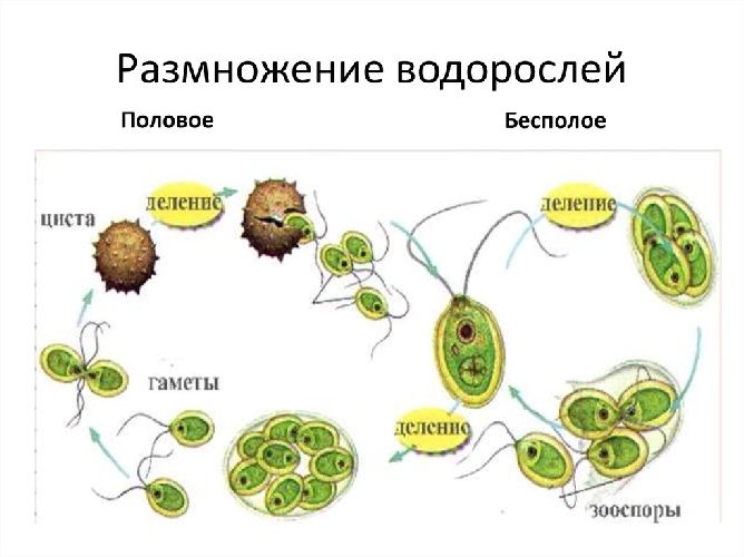 Половое размножение