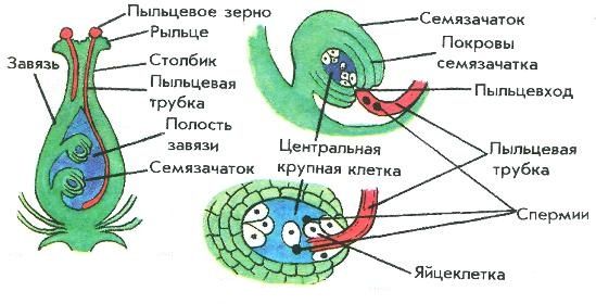 Половое размножение покрытосеменных растений