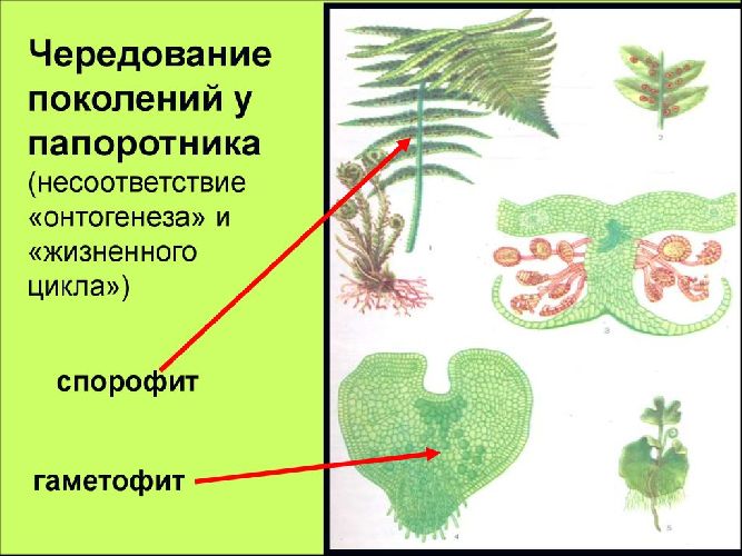 Половое размножение растений