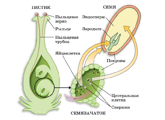 Половое размножение растений