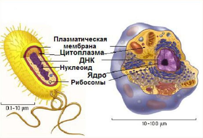 Положения клеточной теории