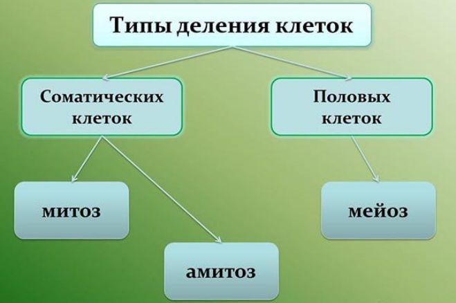 Положения клеточной теории