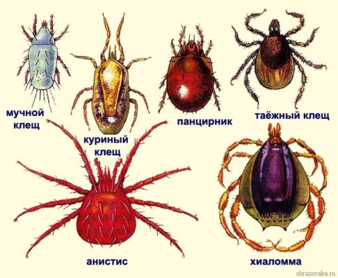 Представители паукообразных