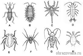 Представители паукообразных