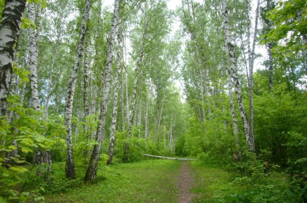 Природная зона Нижегородской области