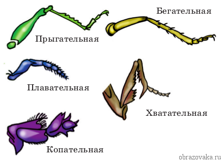 Признаки типа Членистоногих