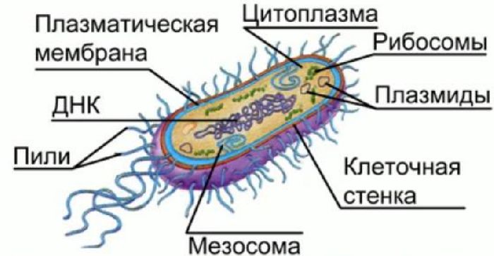 Прокариотическая клетка