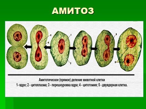 Прокариотическая клетка