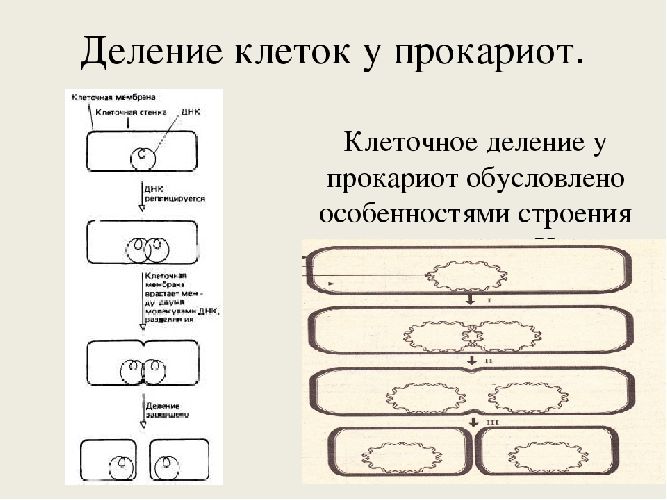 Прокариоты