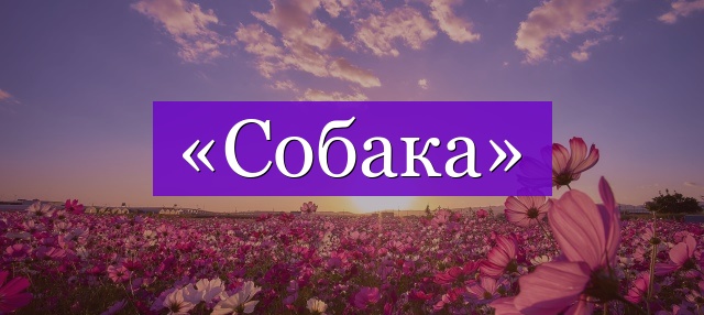 Проверочное слово к слову «собака»