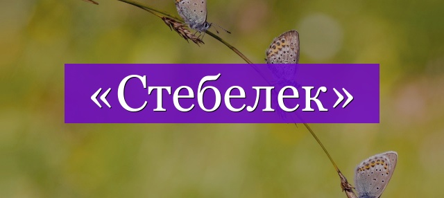 Проверочное слово к слову «стебелек»