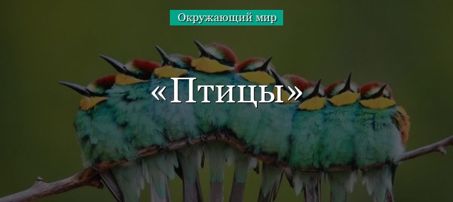 Птицы