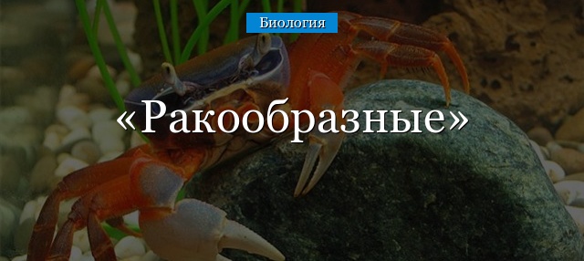 Ракообразные