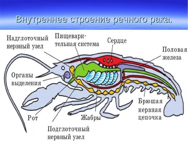 Ракообразные